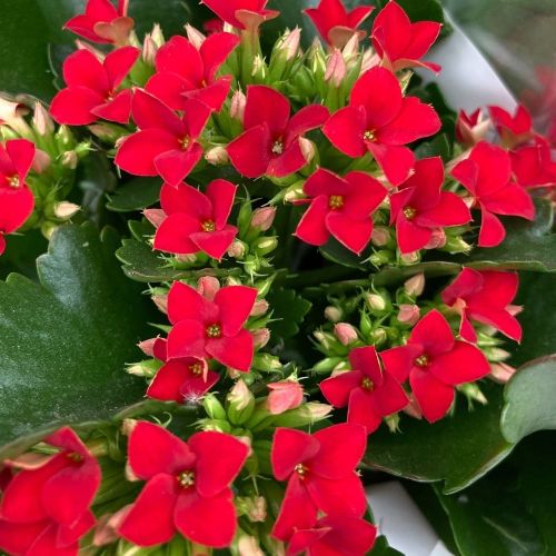 Kalanchoe Succulente Rouge