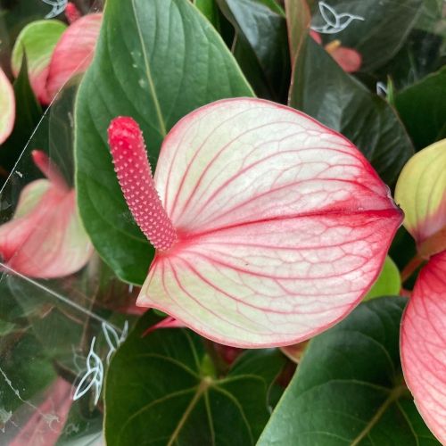 Anthurium Joli Duo - Pot De 17 Cm