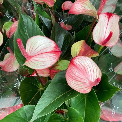 Anthurium Joli Duo - Pot De 17 Cm