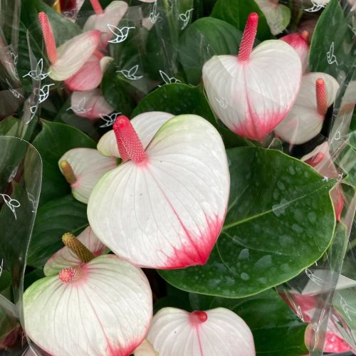 Anthurium Joli Duo - Pot De 17 Cm