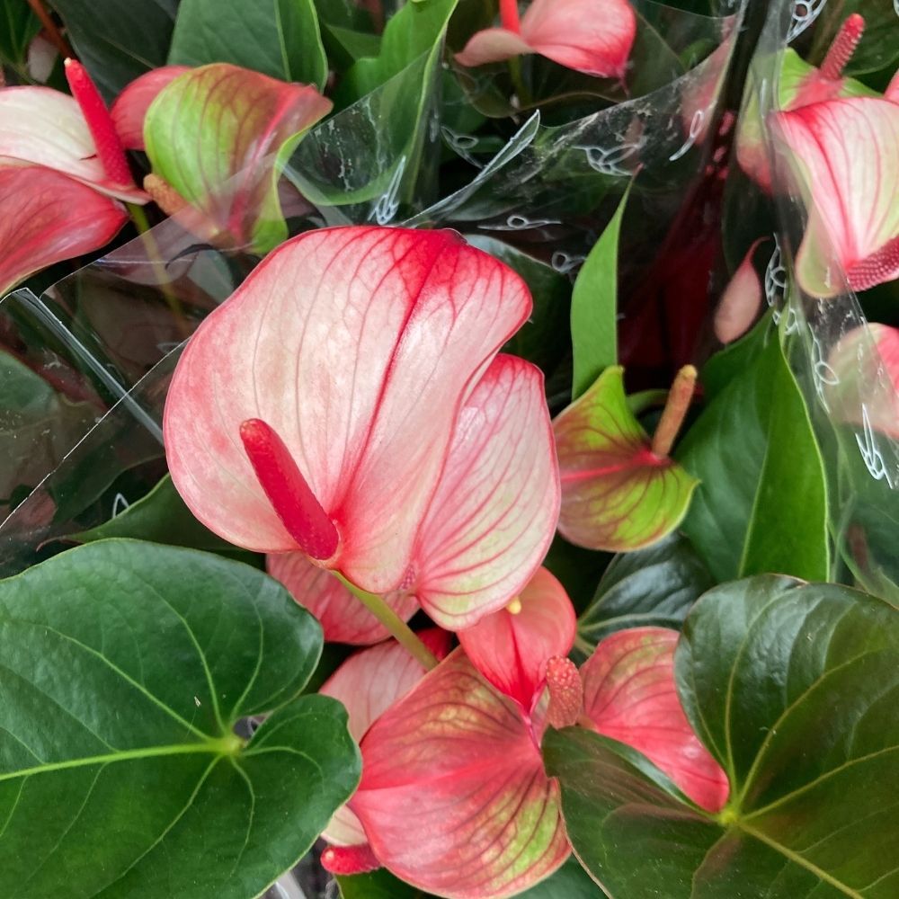 Anthurium Joli Duo - Pot De 17 Cm