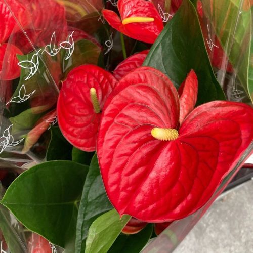 Anthurium Karma Rouge - Pot De 17 Cm