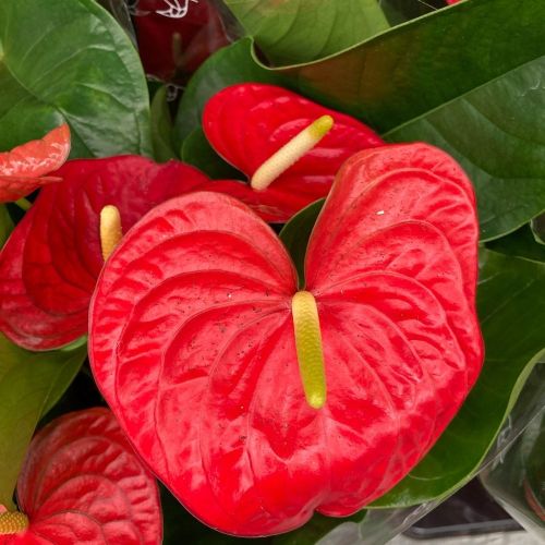 Anthurium Karma Rouge - Pot De 17 Cm