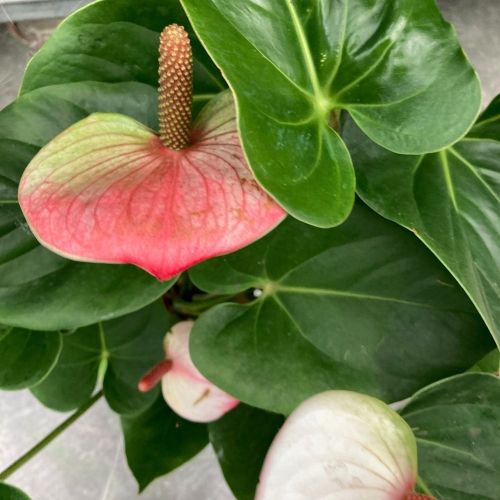 Anthurium Mystique - Pot De 17 Cm