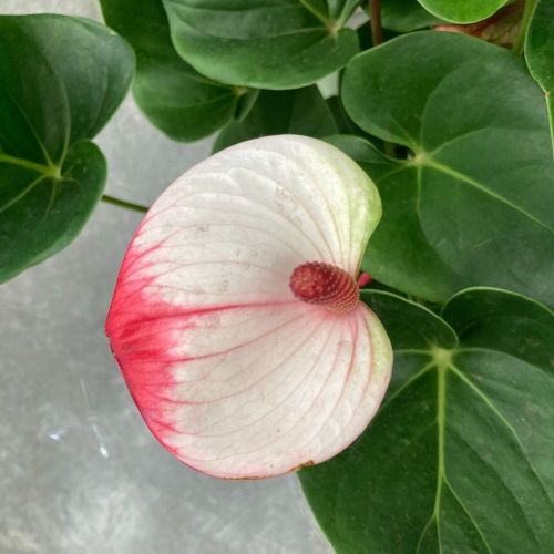 Anthurium Mystique - Pot De 17 Cm