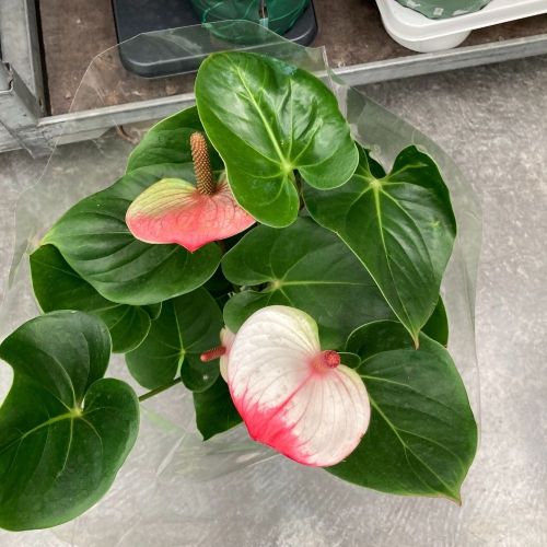 Anthurium Mystique - Pot De 17 Cm