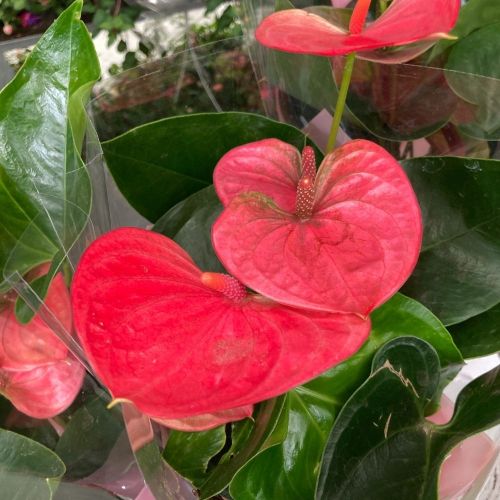 Anthurium Doux Rêve - Pot De 12 Cm