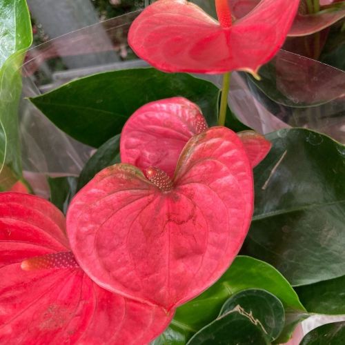 Anthurium Doux Rêve - Pot De 12 Cm