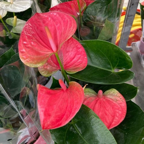 Anthurium Doux Rêve - Pot De 12 Cm