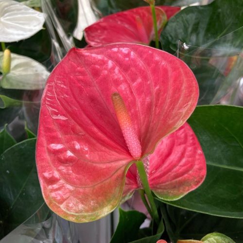 Anthurium Doux Rêve - Pot De 12 Cm