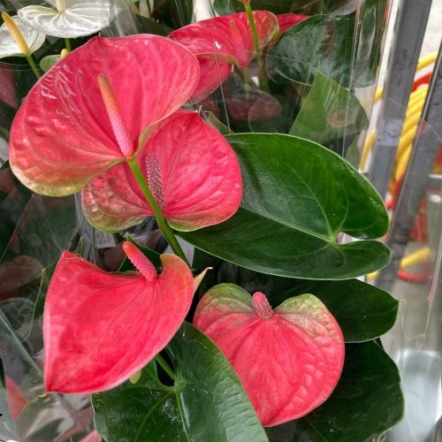 Anthurium Doux Rêve - Pot De 12 Cm