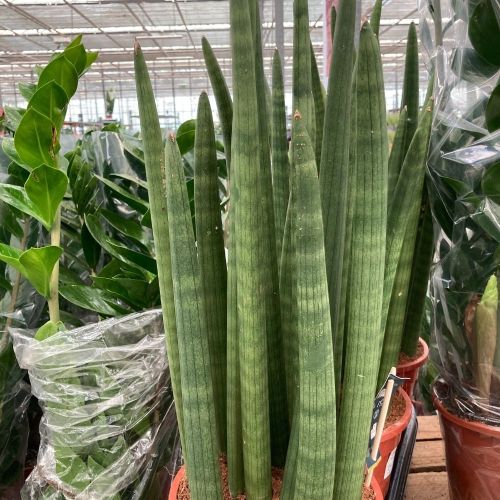 Sansevieria Droit - Pot De 14 Cm