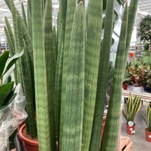 Sansevieria Droit - Pot De 14 Cm