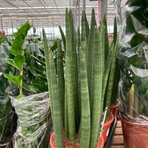 Sansevieria Droit - Pot De 14 Cm