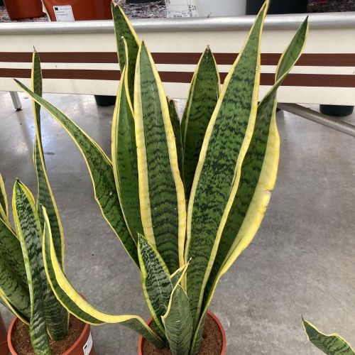 Sansevieria Laurentii - Pot De 17 Cm