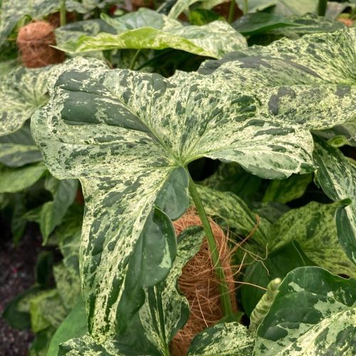 Syngonium Mottled - Pot De 16 Cm