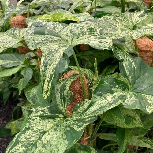 Syngonium Mottled - Pot De 16 Cm