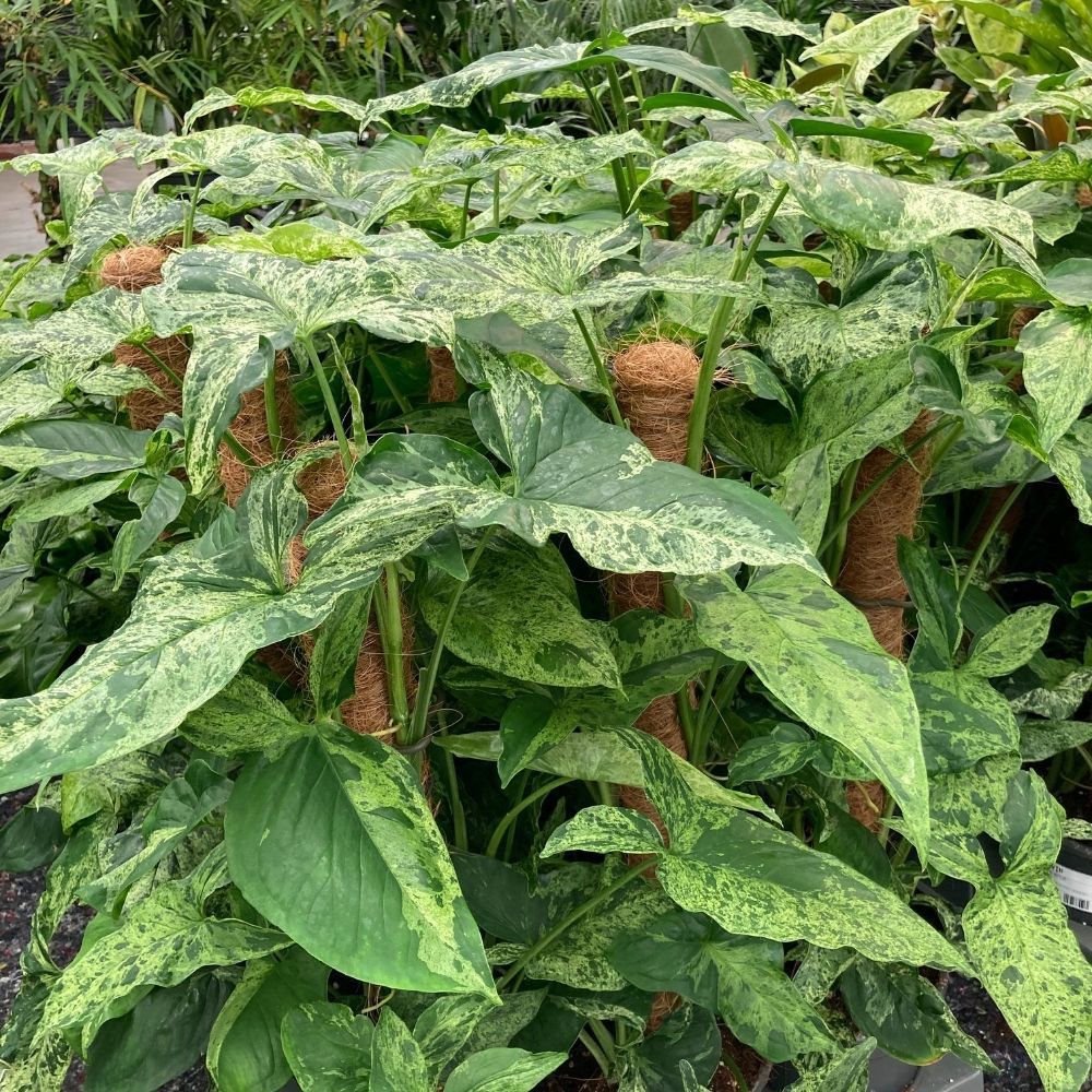 Syngonium Mottled - Pot De 16 Cm