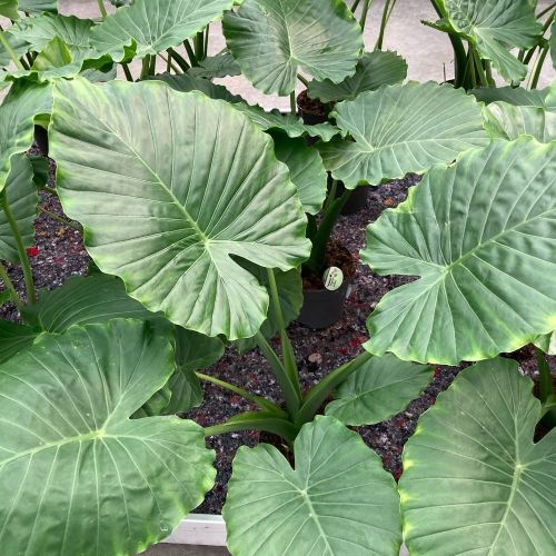 Alocasia Gageana - Pot De 17 Cm