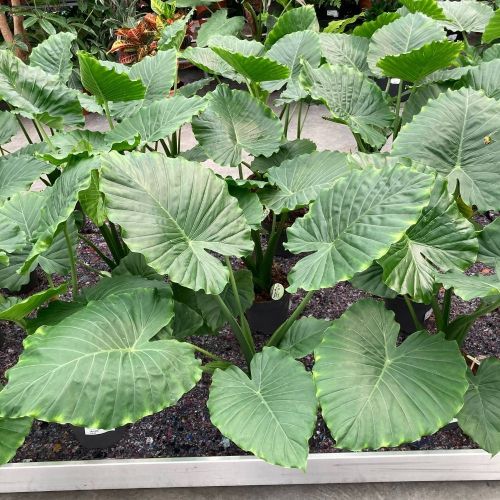 Alocasia Gageana - Pot De 17 Cm