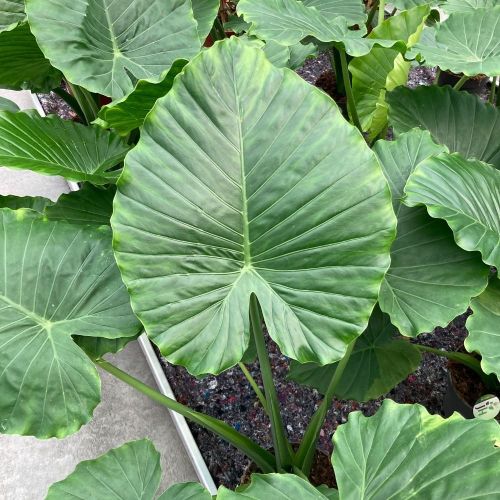 Alocasia Gageana - Pot De 17 Cm