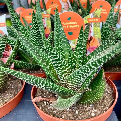 Haworthia Concolor - Pot De 10,5 Cm