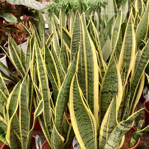 Sansevieria Laurentii - Pot De 17 Cm