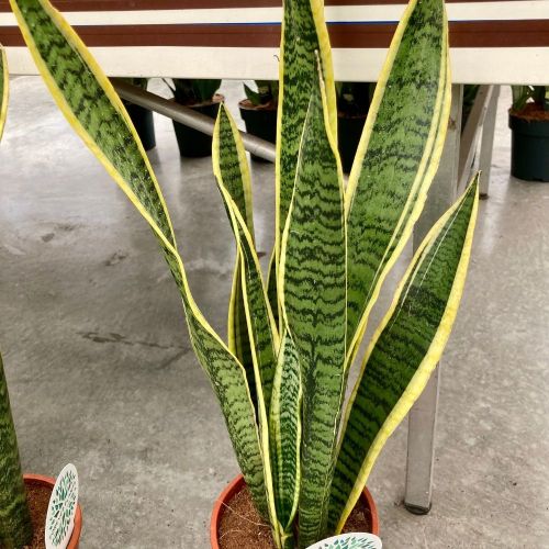 Sansevieria Laurentii - Pot De 17 Cm