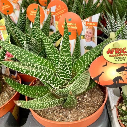 Haworthia Concolor - Pot De 10,5 Cm