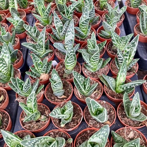 Aloe Brevifolia Magic- Pot De 9 Cm