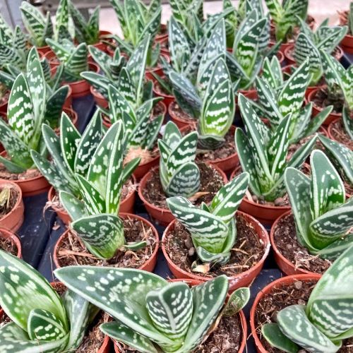 Aloe Brevifolia Magic- Pot De 9 Cm