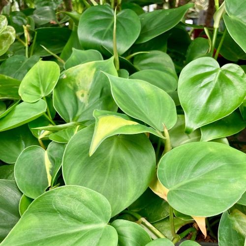 Philondendron Scandens - Pot De 12 Cm