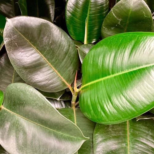 Ficus Elas Robusta - Pot De 12 Cm