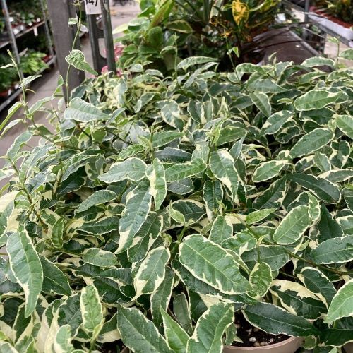 Ficus Elas Robusta - Pot De 12 Cm