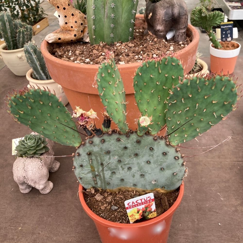 Opuntia - Pot De 17 Cm