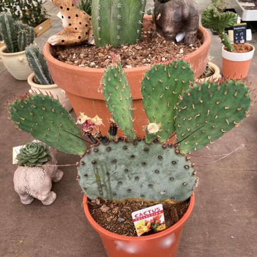 Opuntia - Pot De 17 Cm