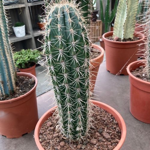 Pachycereus Pringlei - Pot De 21 Cm