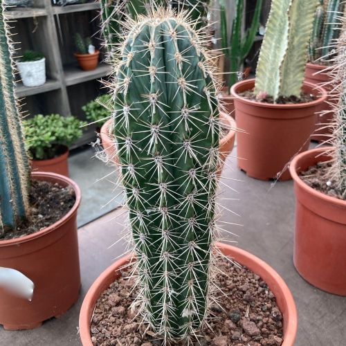 Pachycereus Pringlei - Pot De 21 Cm