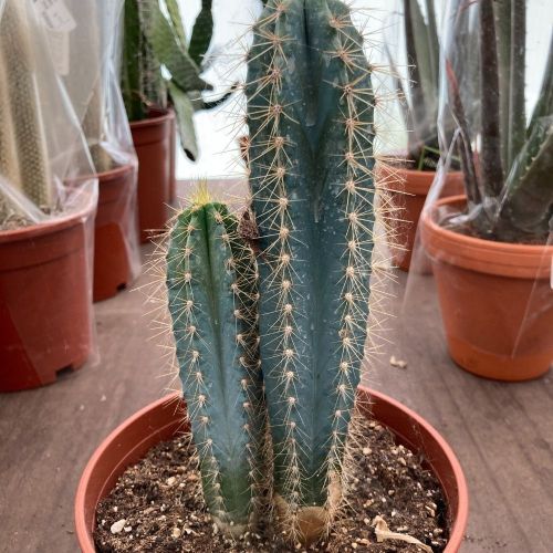 Pilosocereus Azureus - Pot De 17 Cm