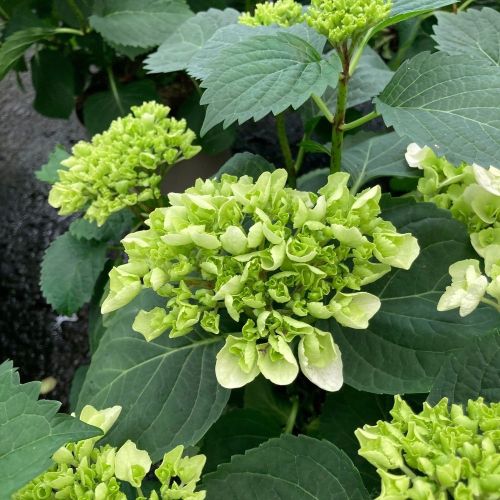 Hydrangea Macrophylla Blanc