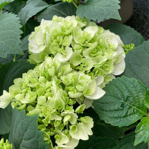 Hydrangea Macrophylla Blanc