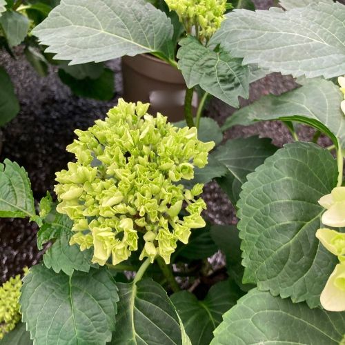 Hydrangea Macrophylla Blanc