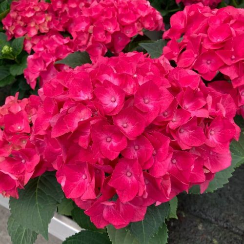 Hydrangea Macrophylla Rouge