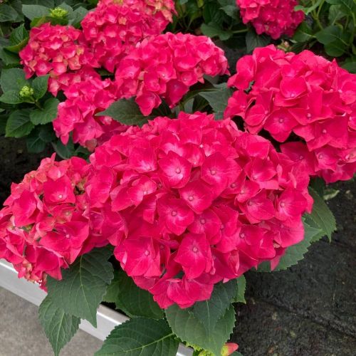 Hydrangea Macrophylla Rouge