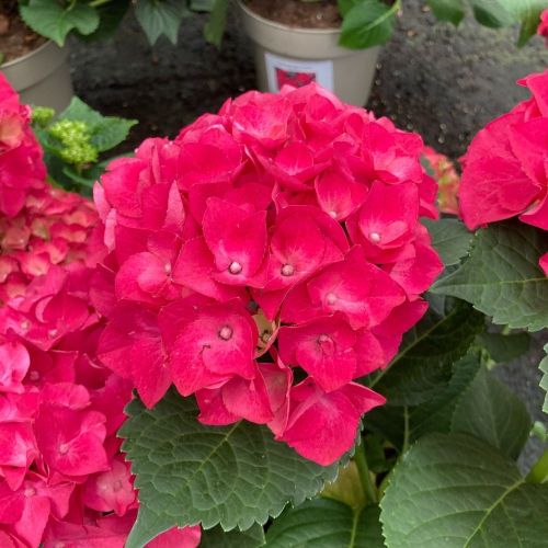 Hydrangea Macrophylla Rouge