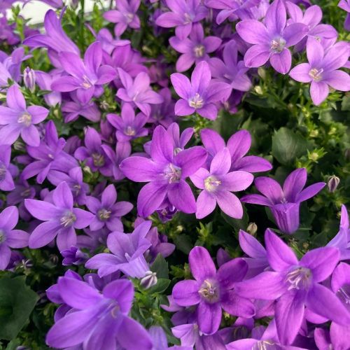 Campanule Ambella Intens Violet - Pot De 12 Cm