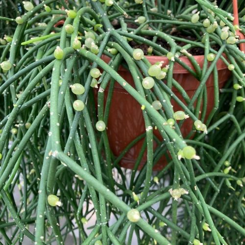 Rhipsalis Hétéroclada - Pot De 21 Cm