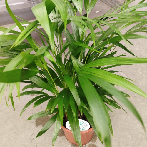 Areca Dypsis Lutescens - Pot De 10,5 Cm