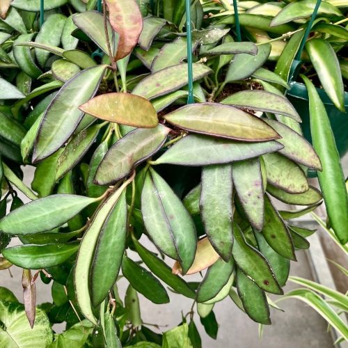 Hoya Australis Lisa