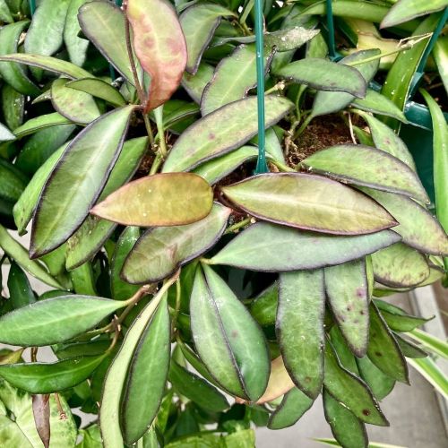 Hoya Australis Lisa